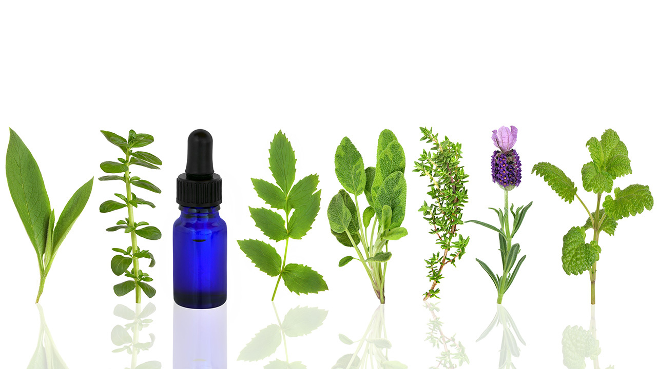 Macroscopic and Organoleptic Assessment of Botanical Ingredients