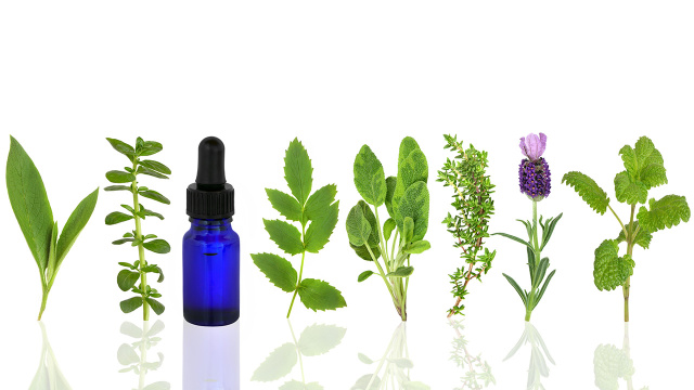 Macroscopic and Organoleptic Assessment of Botanical Ingredients